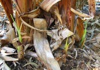 Малые банановые присоски
