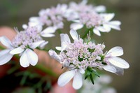 Цветок кинзы Цветок кинзы
