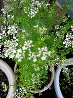 Цветущая Кинза Растение Цветущая Кинза Растение