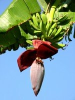 Growing Bananas