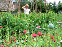 What Are Nitrogen Fixing Bacteria >> Nitrogen Fixing Bacteria Rhizobia What Are Nitrogen Fixing Bacteria >> Nitrogen Fixing Bacteria Rhizobia