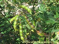 Growing Pigeon Peas, An Incredibly Versatile Permaculture Plant