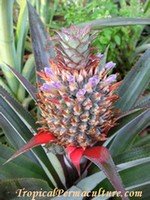 pineapple growing propagation planting and care how many pineapples per plant