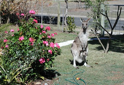 The banana thief: an Eastern Grey kangaroo.