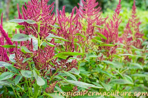 Growing amaranth plants