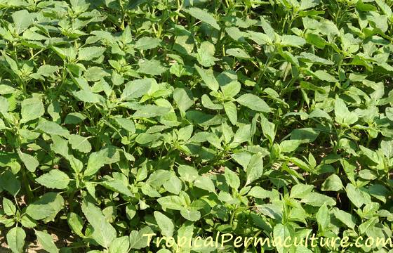 Green-leaved amaranth