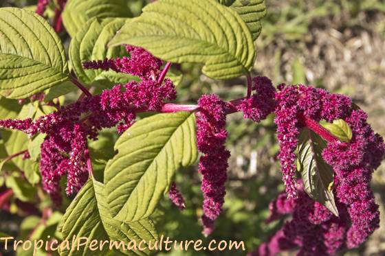 This amaranth flower will soon begin to dry.