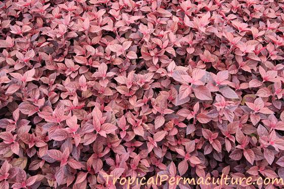 Red-leaved amaranth