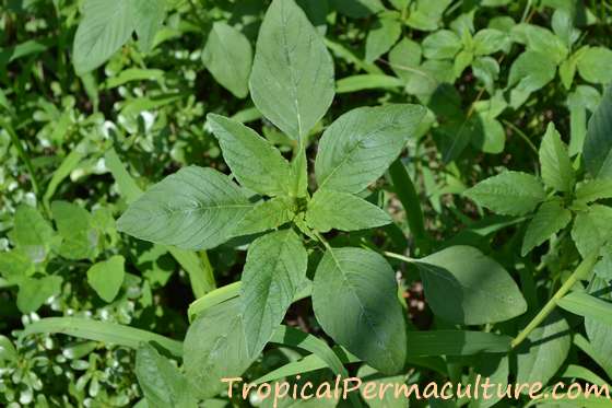 Young amaranth plant