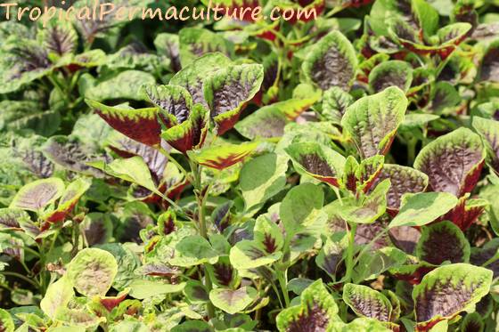 Variegated amaranth leaves