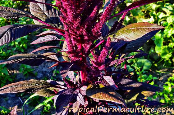 Amaranth flower