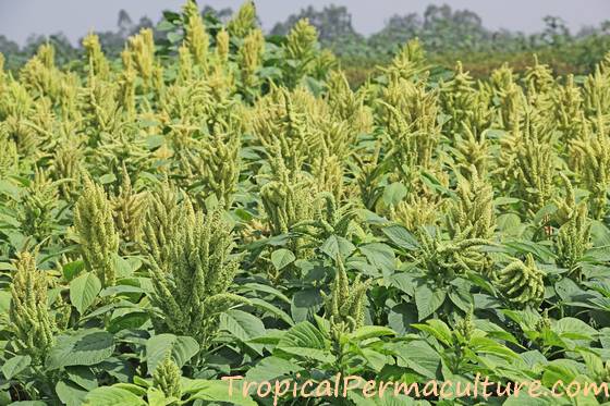 Very tall amaranth plants