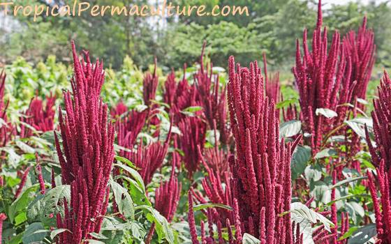 Striking amaranth flowers