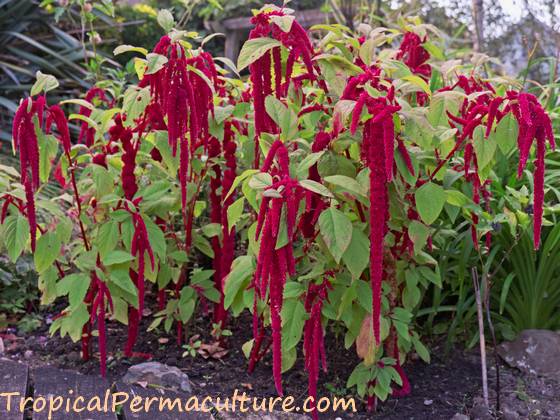 Amaranthus caudatus - Love Lies Bleeding