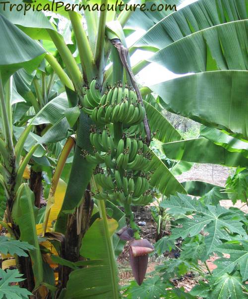 https://www.tropicalpermaculture.com/images/growing-banana-bunch.jpg