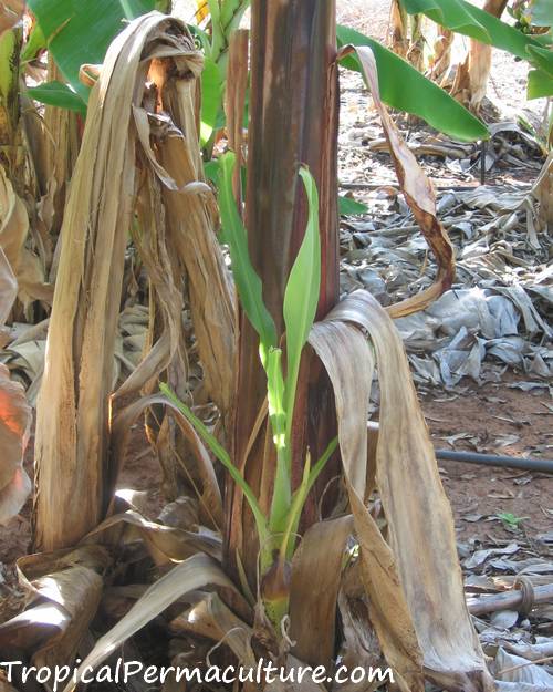 A healthy banana sucker or pup.