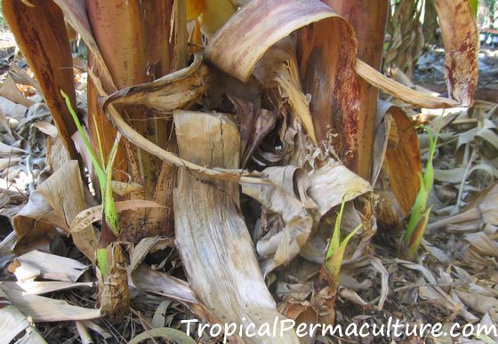 Banana suckers growing at base of plant.