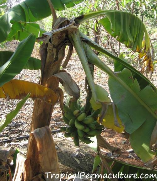 Collapsed banana plant.