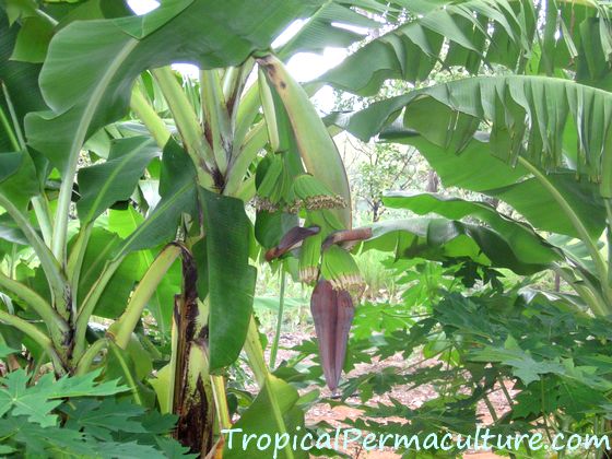 Growing Bananas