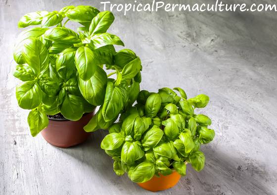 Basil growing in pots