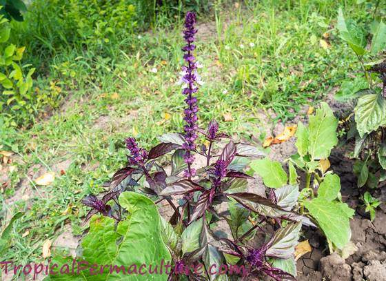 Flowering purple basil