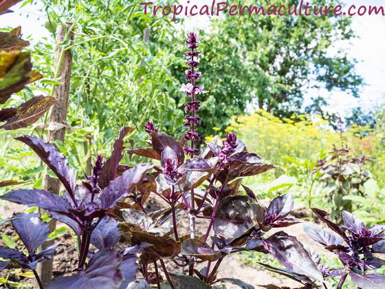 Purple basil growing in the garden