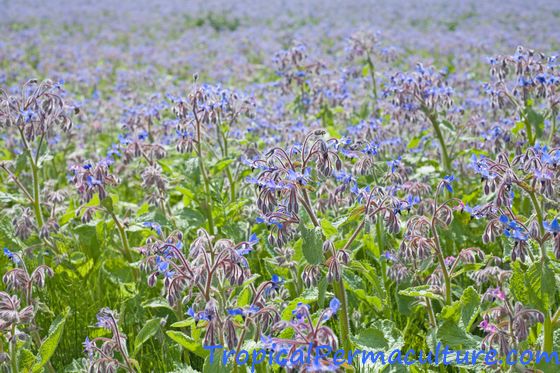 Borage growing in a field