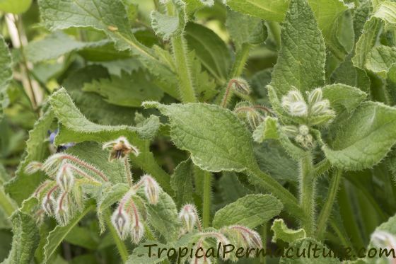The silvery leaves of young borage plants