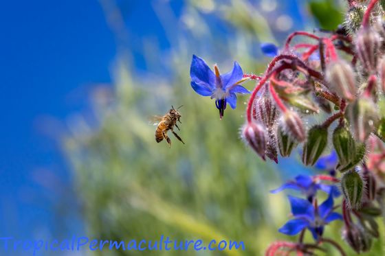 Bee about to land on a borage flower
