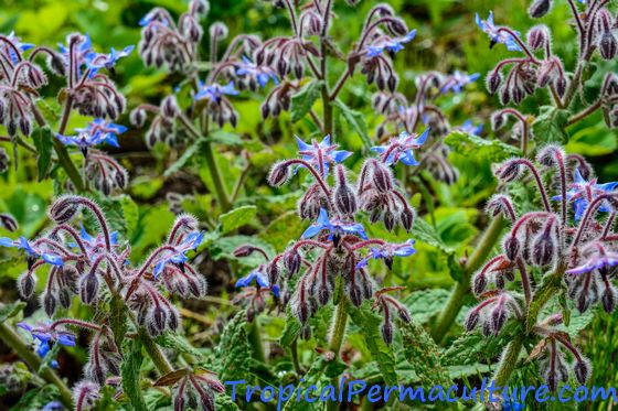Drooping bunches of borage flowers
