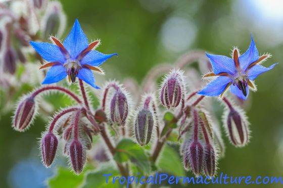 The beautiful, star-shaped borage flowers