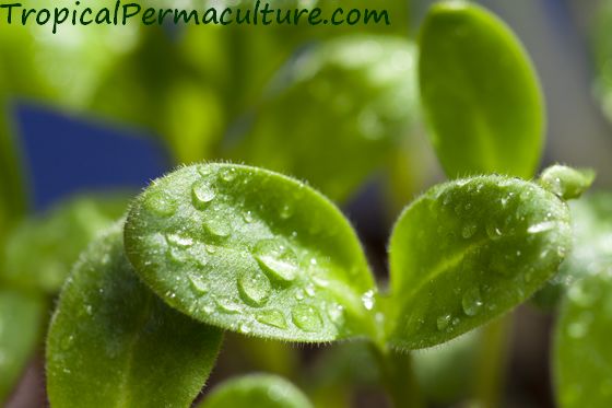 borage seedling