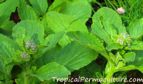 Young borage plants