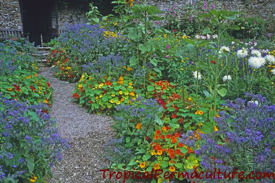 Borage growing in a cottage garden