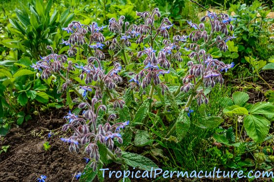 Fully grown borage plant