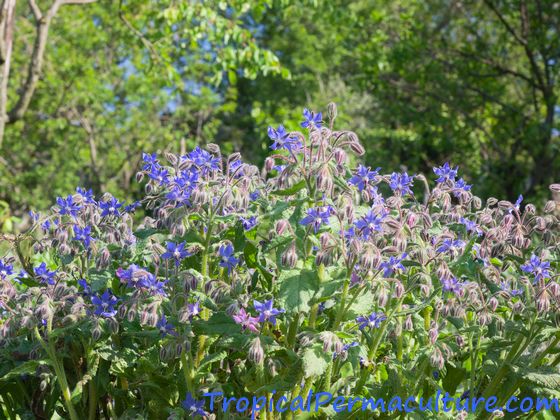 Borage growing prettily in a natural garden