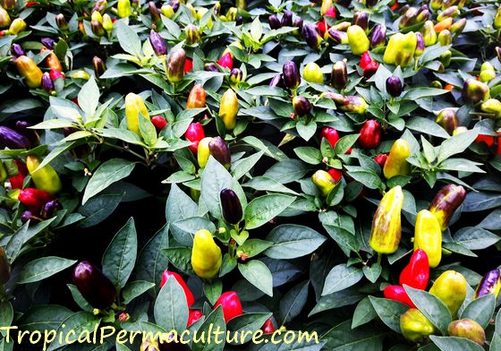 Growing chillies in all colours.