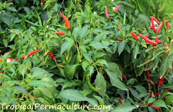 A chilli plant is growing.