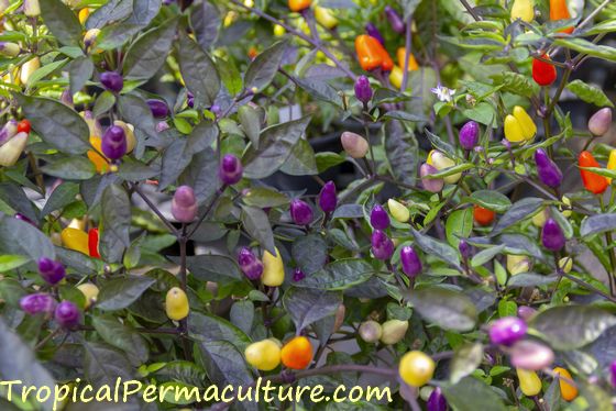 Growing purple chillies.