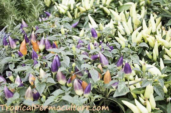 Very ornamental chilli plants, purple and cream.