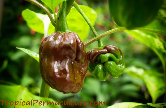 Chocolate Habanero chilli