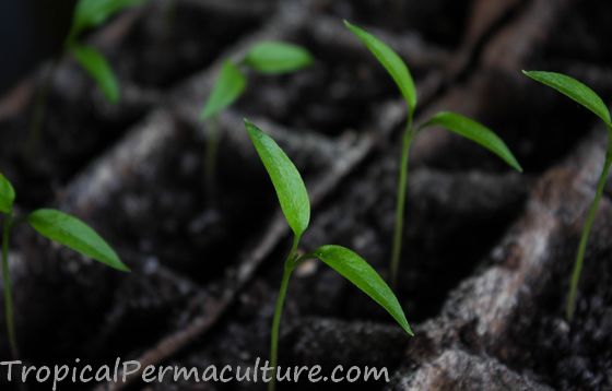 Chilli seedlings growing in tray.