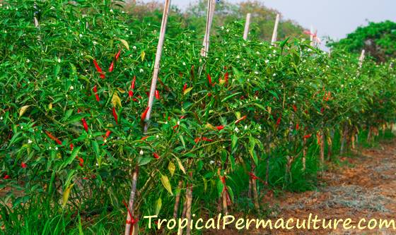 Chillies growing on a trellis.