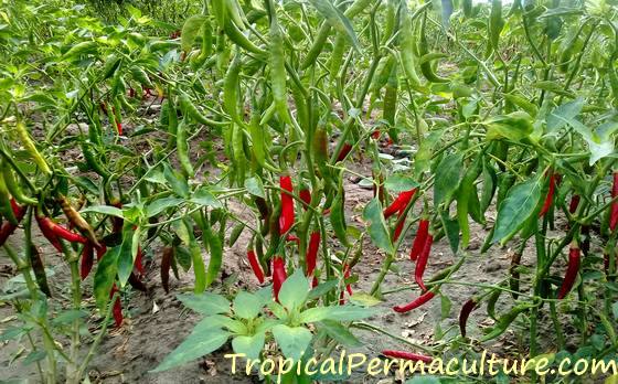 How To Grow Chilli Peppers