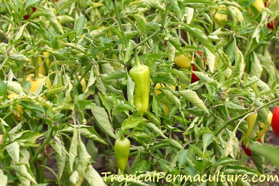 Perennial Capsicum