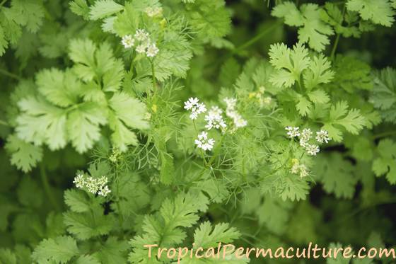 Growing cilantro