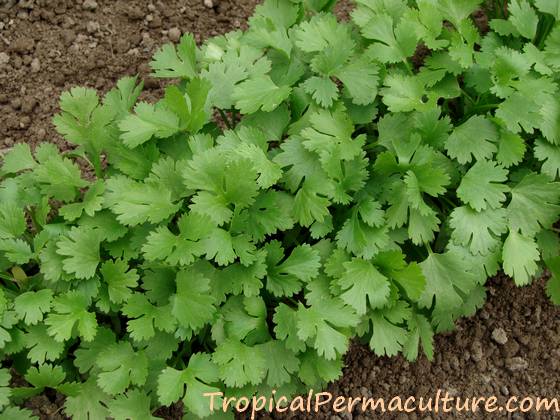 Row of cilantro seedlings