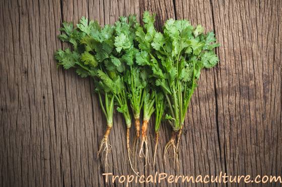 Freshly harvested cilantro plants