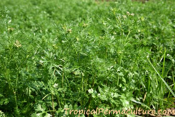 Cilantro plants about to flower