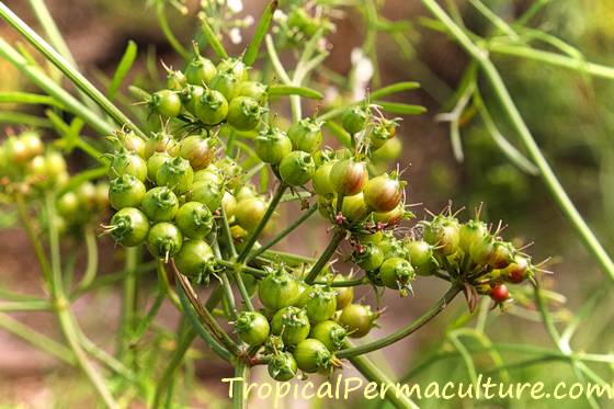 Cilantro plant gone to seed